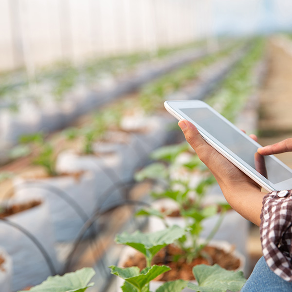 seguros para el sector agricultor y agropecuario